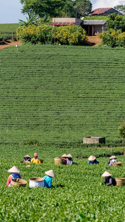 females havest tea tea farm havesting green dalat vietnam cut top baoloc 86300230